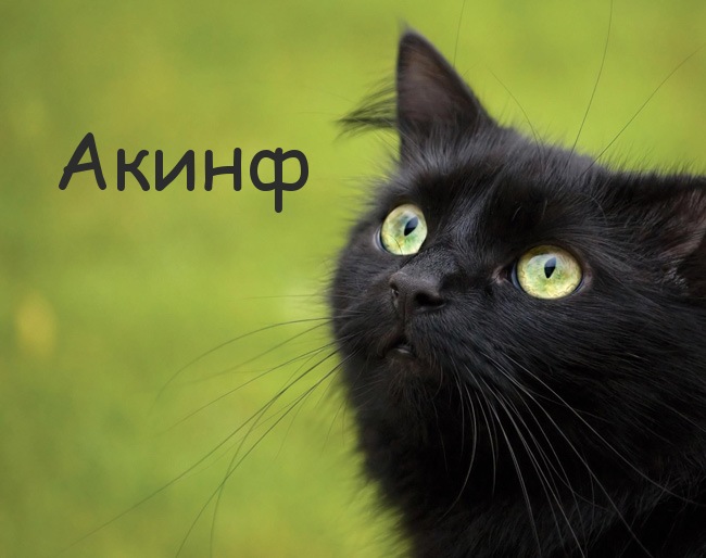 Картинка с черным котом и именем Акинф