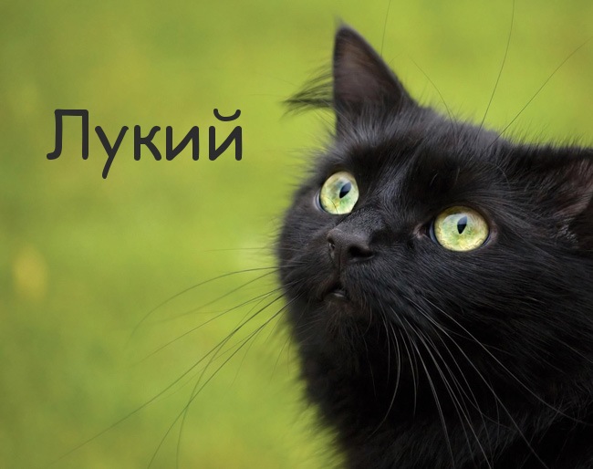 Картинка с черным котом и именем Лукий