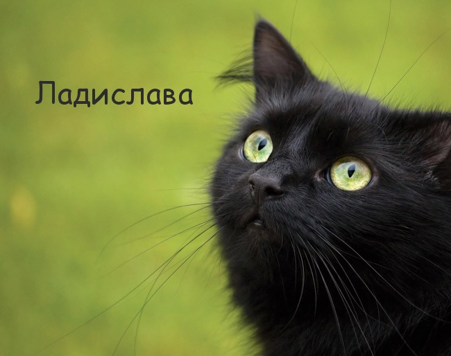 Картинка с черным котом и именем Ладислава