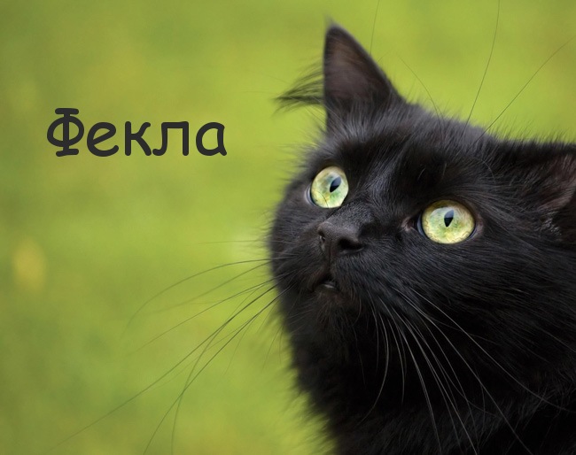 Картинка с черным котом и именем Фекла