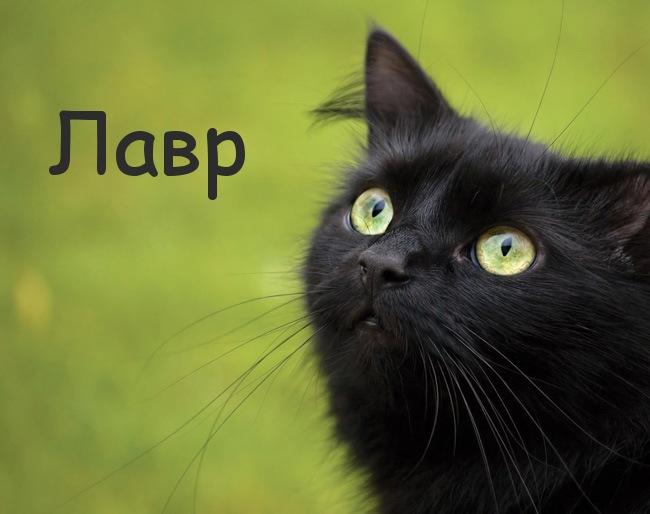 Картинка с черным котом и именем Лавр
