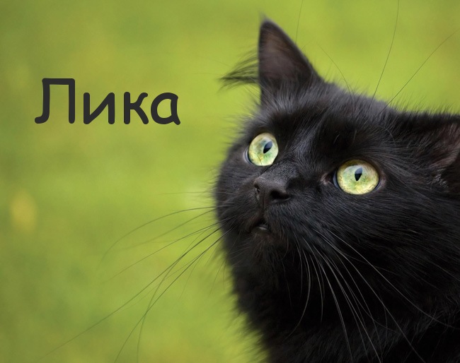 Картинка с черным котом и именем Лика