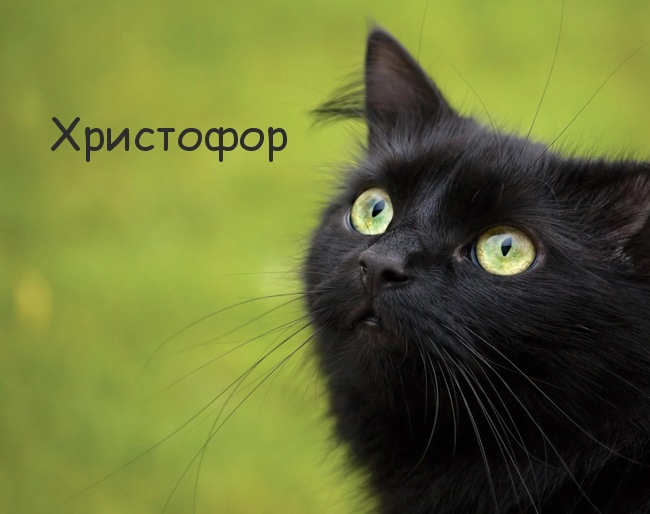 Картинка с черным котом и именем Христофор