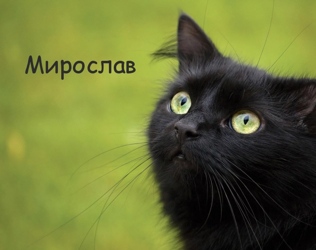 Картинка с черным котом и именем Мирослав