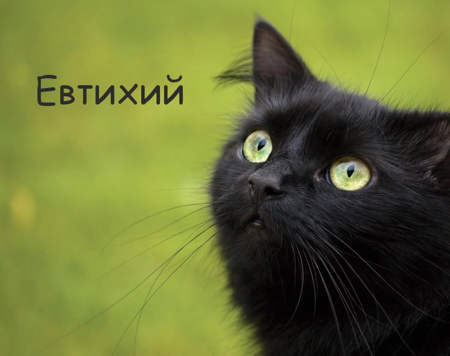 Картинка с черным котом и именем Евтихий