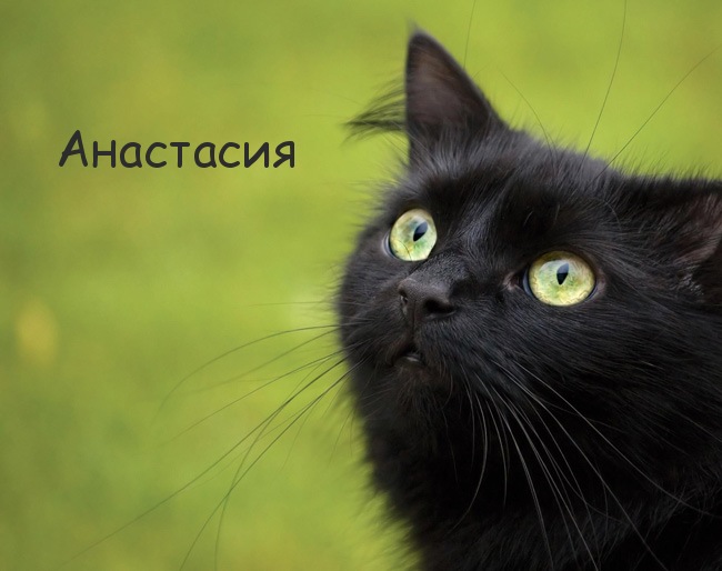Картинка с черным котом и именем Анастасия