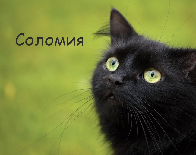 Картинка с черным котом и именем Соломия