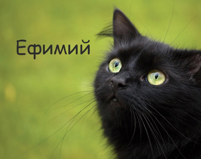 Картинка с черным котом и именем Ефимий