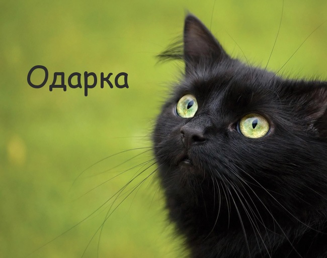 Картинка с черным котом и именем Одарка