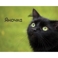 Картинка с черным котом и именем Яночка