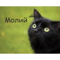 Картинка с черным котом и именем Молий