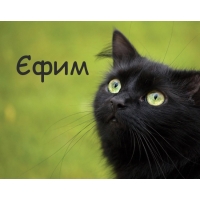 Картинка с черным котом и именем Єфим