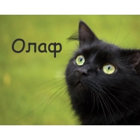 Картинка с черным котом и именем Олаф