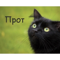 Картинка с черным котом и именем Прот