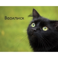 Картинка с черным котом и именем Василиск