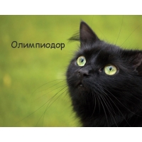 Картинка с черным котом и именем Олимпиодор