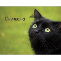 Картинка с черным котом и именем Снижана