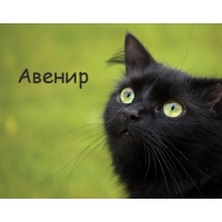 Картинка с черным котом и именем Авенир