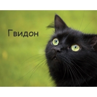 Картинка с черным котом и именем Гвидон