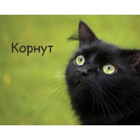 Картинка с черным котом и именем Корнут
